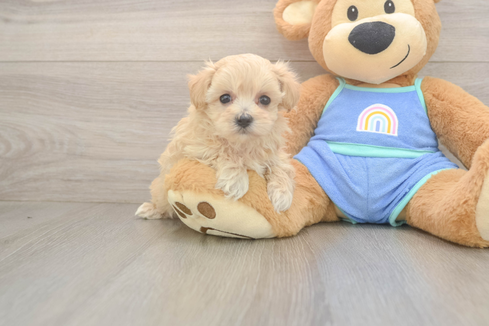 Popular Maltipoo Poodle Mix Pup