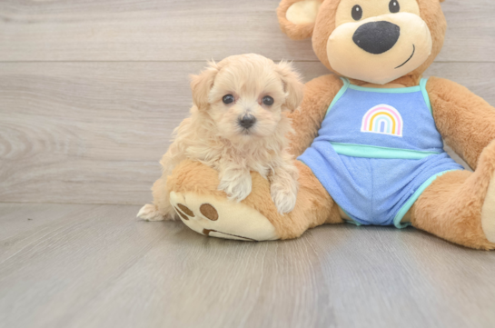 Popular Maltipoo Poodle Mix Pup