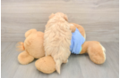 Fluffy Maltipoo Poodle Mix Pup