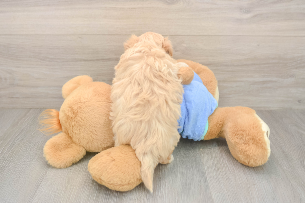 Fluffy Maltipoo Poodle Mix Pup