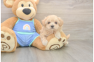 Playful Malt a Poo Poodle Mix Puppy