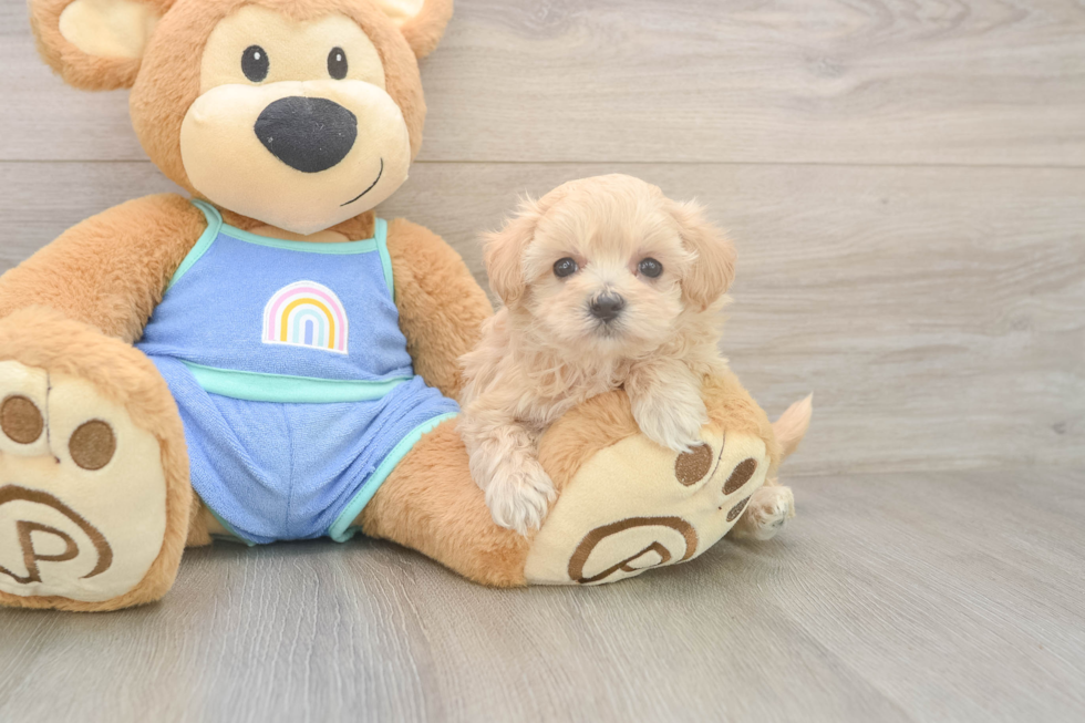 Playful Malt a Poo Poodle Mix Puppy