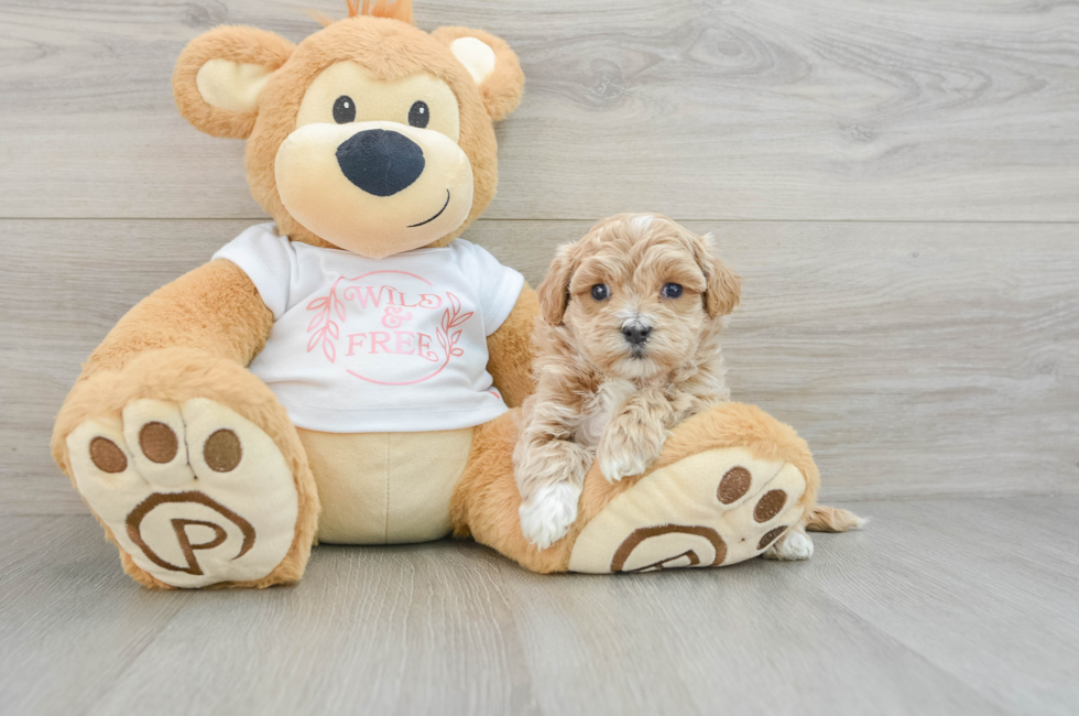 6 week old Maltipoo Puppy For Sale - Seaside Pups