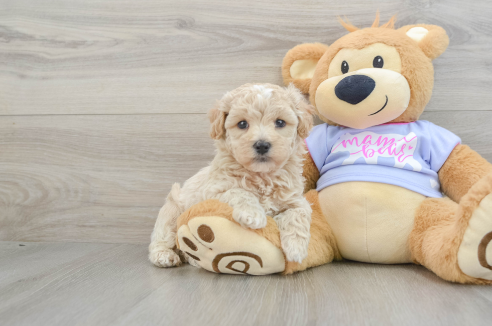 6 week old Maltipoo Puppy For Sale - Seaside Pups