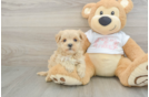 Best Maltipoo Baby