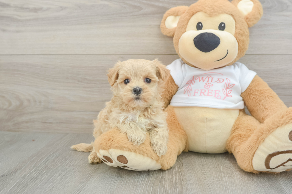 Best Maltipoo Baby
