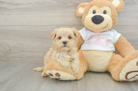 Best Maltipoo Baby