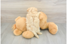 Maltipoo Pup Being Cute