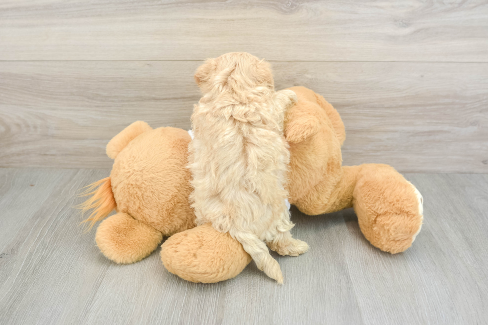 Maltipoo Pup Being Cute