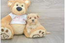 Fluffy Maltipoo Poodle Mix Pup