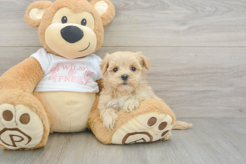 Fluffy Maltipoo Poodle Mix Pup