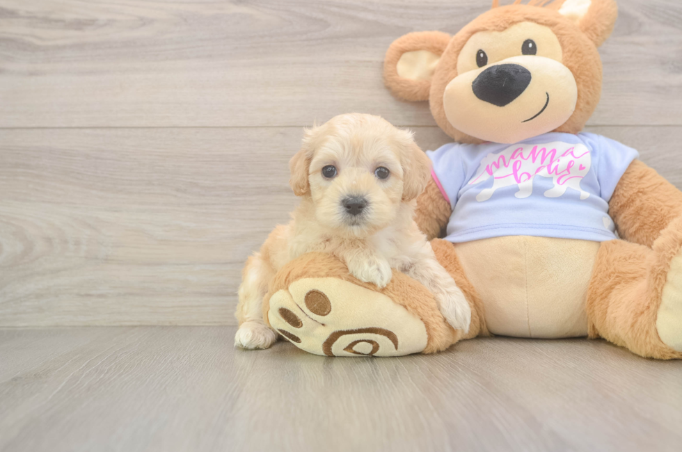 5 week old Maltipoo Puppy For Sale - Seaside Pups