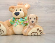 8 week old Maltipoo Puppy For Sale - Seaside Pups