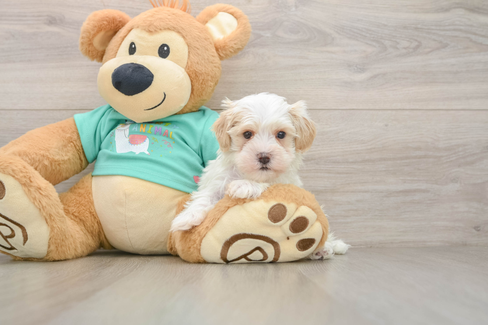 Friendly Maltipoo Baby