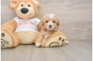 Maltipoo Pup Being Cute