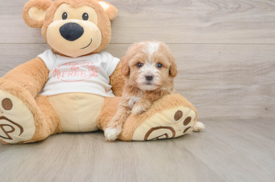 Maltipoo Pup Being Cute