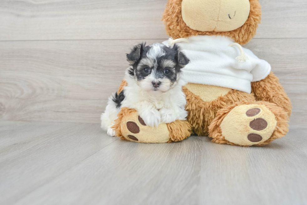 Happy Maltipoo Baby