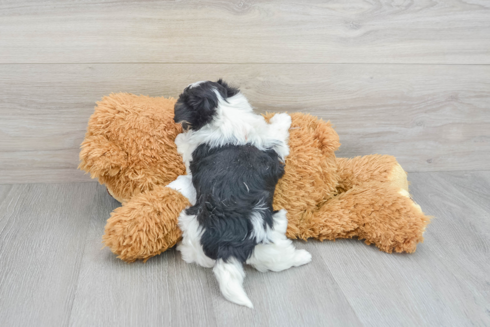 Maltipoo Puppy for Adoption