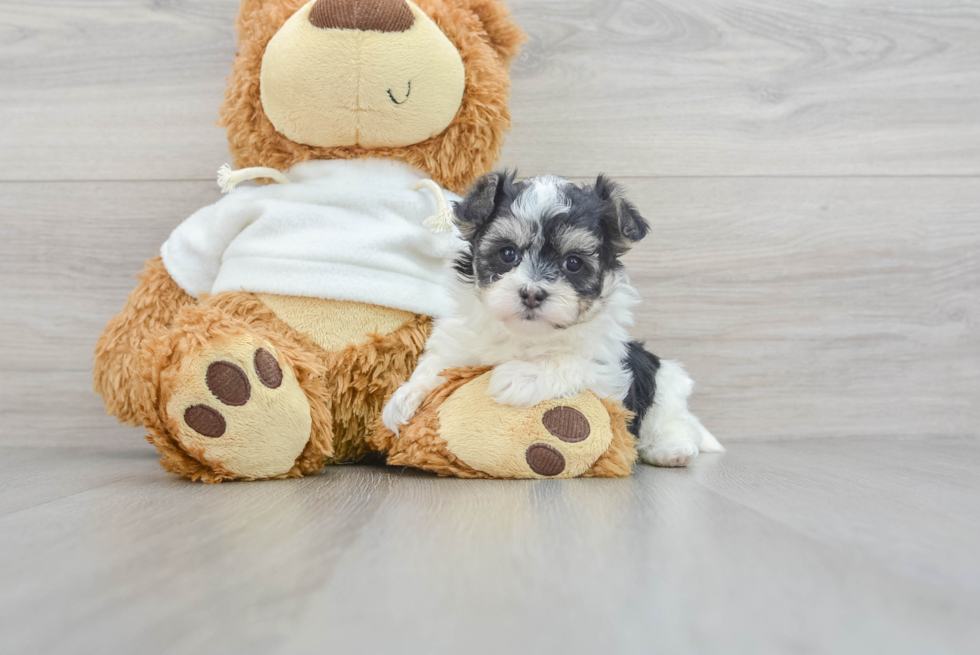 Best Maltipoo Baby