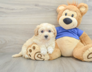 8 week old Maltipoo Puppy For Sale - Seaside Pups