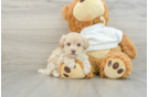 Best Maltipoo Baby