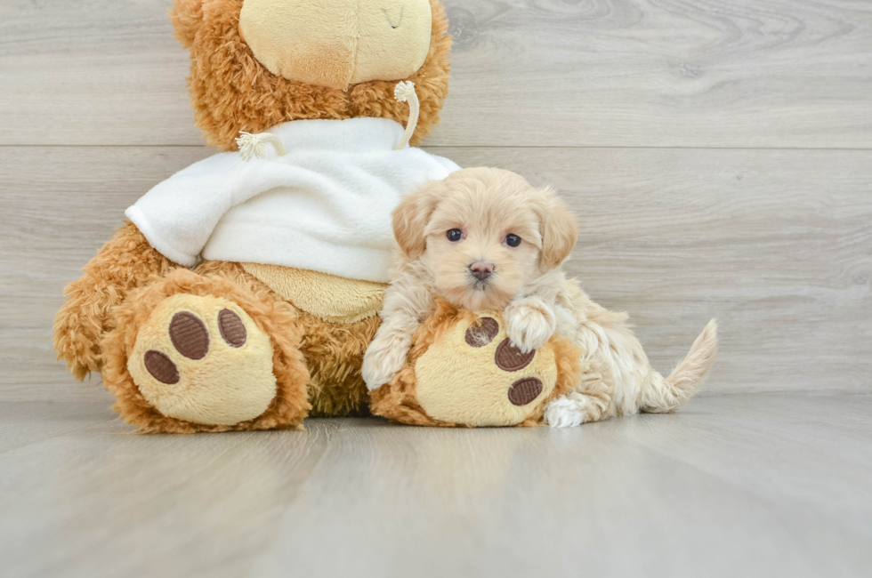 8 week old Maltipoo Puppy For Sale - Seaside Pups