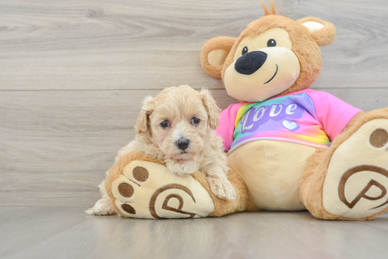 Meet Uma - our Maltipoo Puppy Photo 1/3 - Seaside Pups