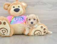 7 week old Maltipoo Puppy For Sale - Seaside Pups