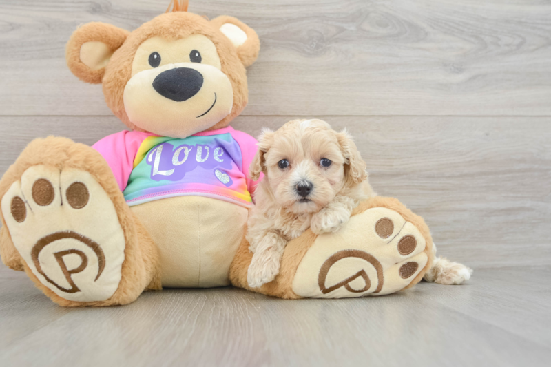 Meet Uma - our Maltipoo Puppy Photo 3/3 - Seaside Pups
