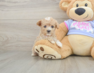 9 week old Maltipoo Puppy For Sale - Seaside Pups