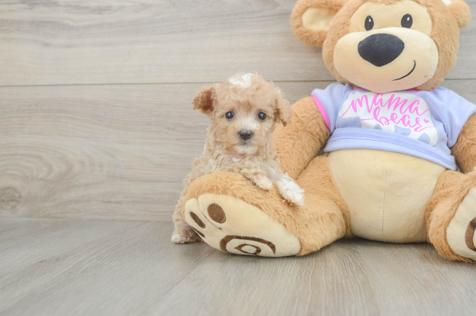 7 week old Maltipoo Puppy For Sale - Seaside Pups