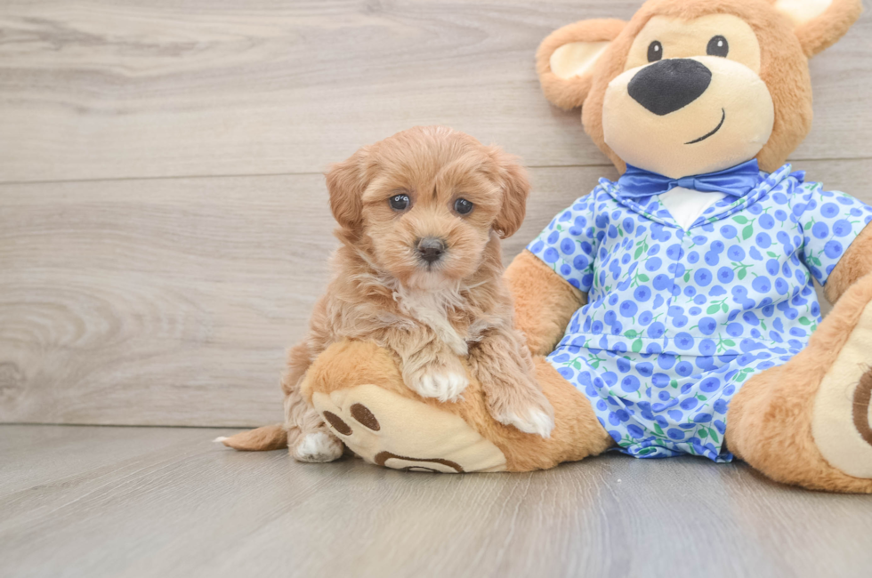5 week old Maltipoo Puppy For Sale - Seaside Pups