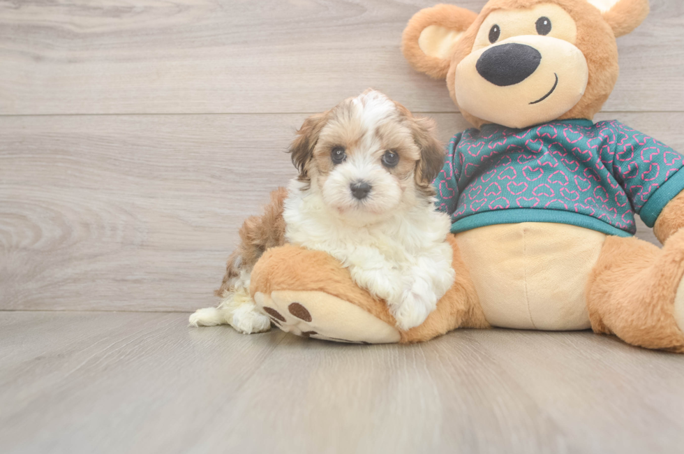 5 week old Maltipoo Puppy For Sale - Seaside Pups