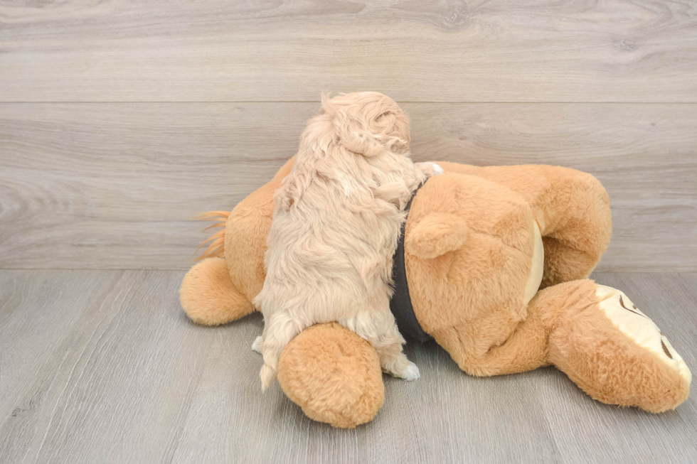 Petite Maltipoo Poodle Mix Pup