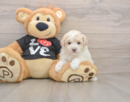 7 week old Maltipoo Puppy For Sale - Seaside Pups