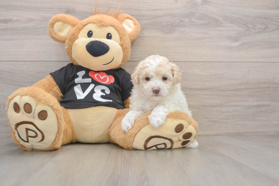 Fluffy Maltipoo Poodle Mix Pup
