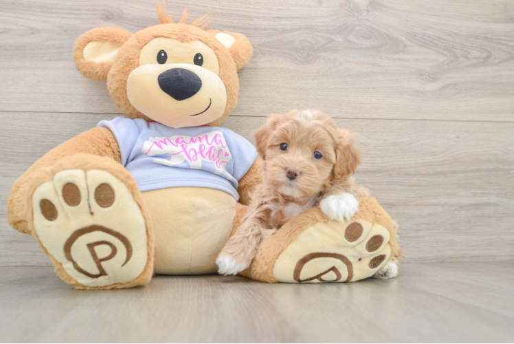 Maltipoo Puppy for Adoption