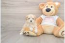 Small Maltipoo Baby