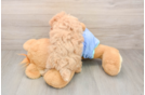 Smart Maltipoo Poodle Mix Pup