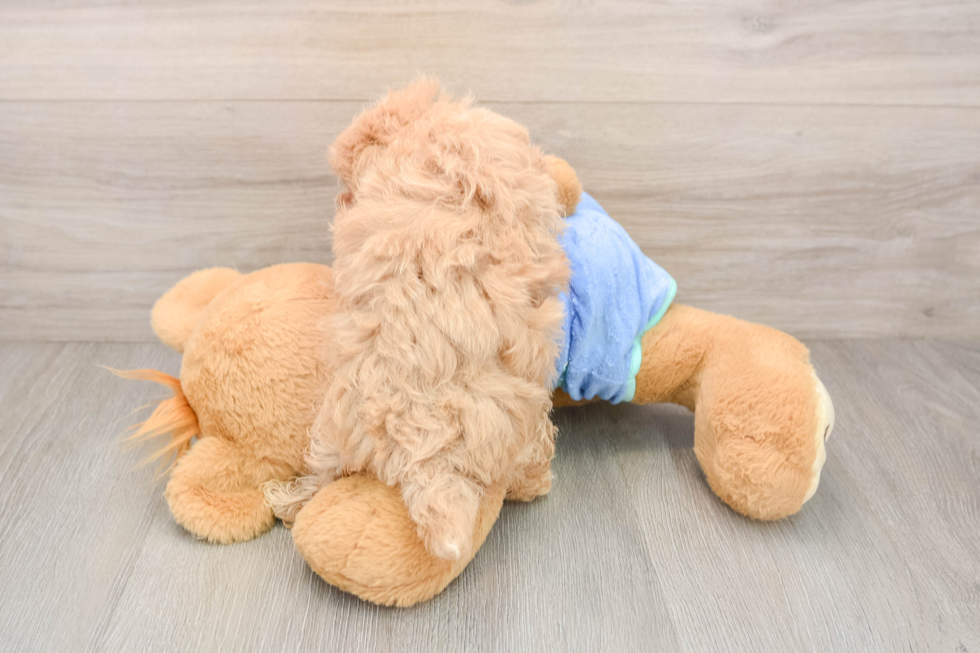 Smart Maltipoo Poodle Mix Pup