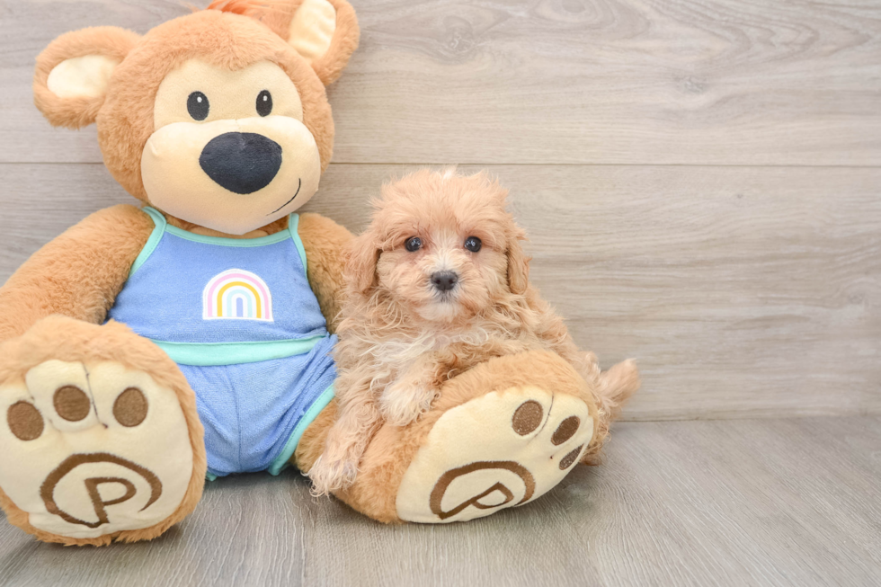 Hypoallergenic Moodle Poodle Mix Puppy