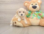 8 week old Maltipoo Puppy For Sale - Seaside Pups