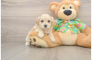 Cute Maltipoo Baby