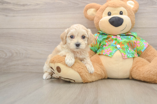 Cute Maltipoo Baby