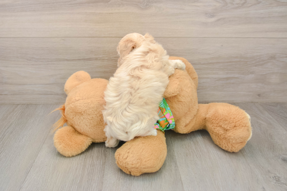 Cute Maltipoo Baby