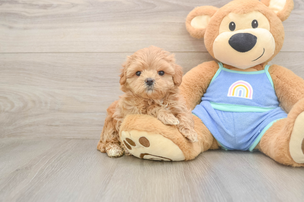 Maltipoo Pup Being Cute