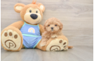 Maltipoo Puppy for Adoption