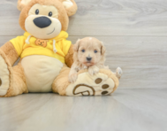 7 week old Maltipoo Puppy For Sale - Seaside Pups