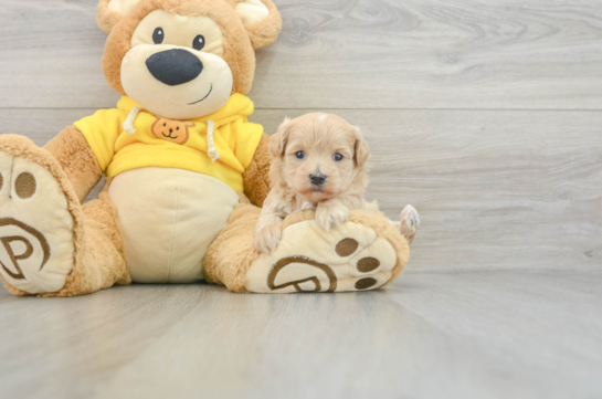 Maltipoo Pup Being Cute