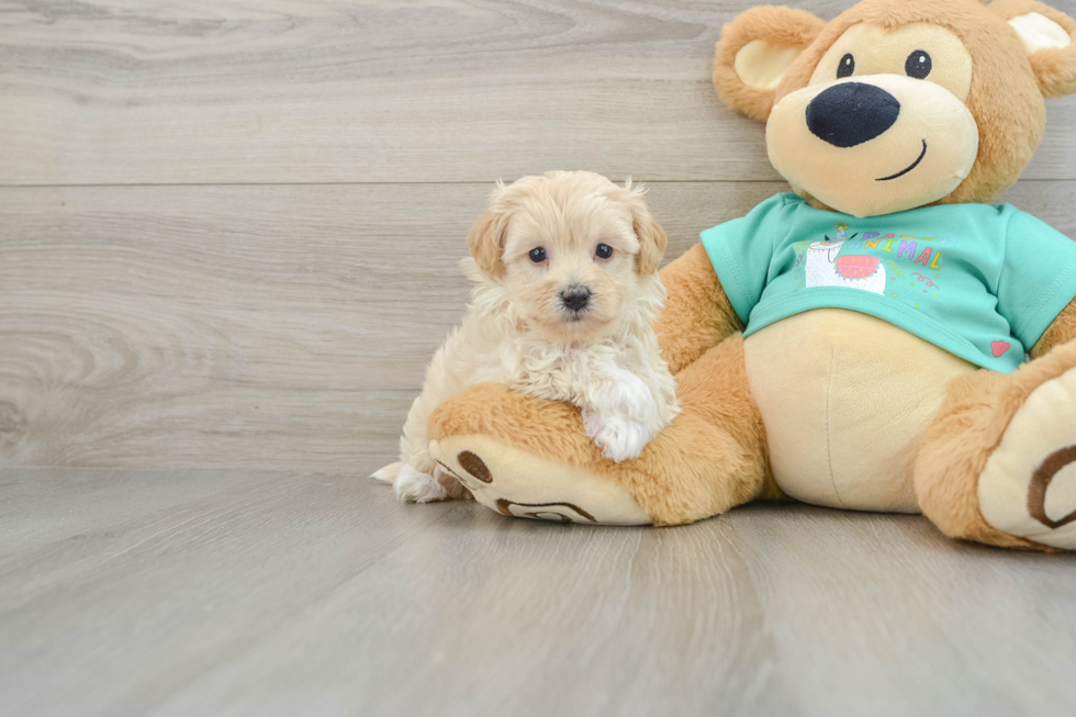 Fluffy Maltipoo Poodle Mix Pup